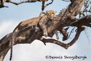 4810 African Leopard, Tanzania