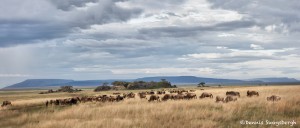 4813 Wildebeest Herd, Serengeti, Tanzania