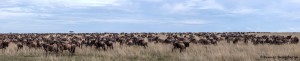 4815 Serengeti Migration, Tanzania