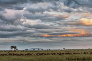 4816 Sunset on the Serengeti, Tanzania