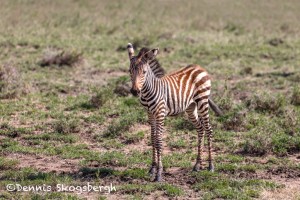 4817 Zebra Foal, Tanzania