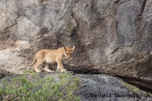 4820 Lion Cub, NE Serengeti, Tanzania
