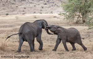 4824 African Elephants, Mating Ritual, Tanzania