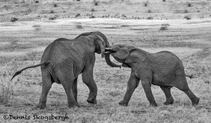 4825 BW African Elephants, Mating Ritual, Tanzania