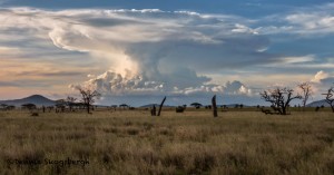 4828 Sunset, Central Serengeti, Tanzania