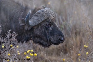4830 Cape Buffalo, Morning Fog, Ngorongoro Crater, Tanzania