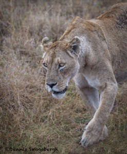 4831 Lioness, Ngorongoro Crater, Tanzania