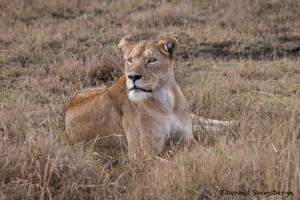 4832 Lioness, Ngorongoro Crater, Tanzania