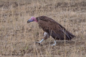 4835 Lappet-faced Vulture (Torgos tracheliotus), Tanzania