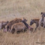 4836 Spotted Hyenas at Wildebeest Kill, Tanzania