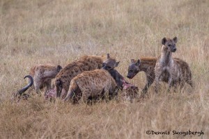 4836 Spotted Hyenas at Wildebeest Kill, Tanzania