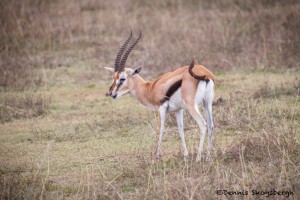 4837 Thomson's Gazelle (Eudorcas thomsonii), Tanzania