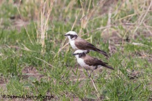 4839 Northern White-crowned Shrike (Eurocephalus rueppelli), Tanzania