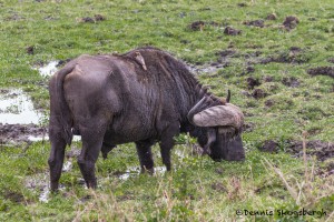 4840 Cape Buffalo, Ngorongoro Crater, Tanzania