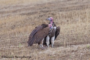 4841 Lappet-faced Vultures (Torgos tracheliotus), Tanzania