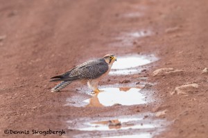 4842 Lanner Falcon (Falco biarmicus), Ngorongoro Crater, Tanzania