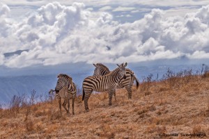 4843 Zebras at Ngorongoro Crater, Tanzania