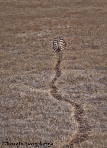 4844 Zebra, Ngorongoro Crater, Tanzania