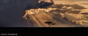 4848 Sunset, NE Serengeti, Tanzania