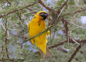 4850 Male Speke's Weaver (Ploceus spekei) Nest Building, Serengeti, Tanzania