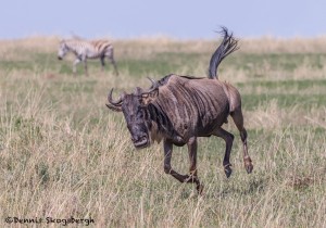 4855 Wildebeest on the Move, Serengeti, Tanzania