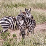4858 Zebras, Seremgeti, Tanzania