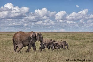 4860 African Elephants, Serengeti, Tanzania