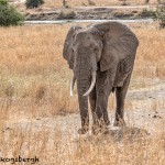 4868 African Elephant, Tanzania