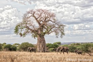 4871 African Elephants, Tarangire National Park, Tanzania