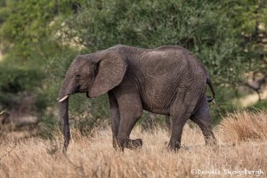 4872 African Elephant, Tanzania