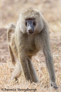 4874 Male Olive Baboon (Papio anubis), Tanzania