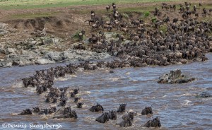 4878 Wildebeest Migration, Traversing the Mara River from Kenya into Tanzania