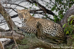 4879 African Leopard, Tanzania