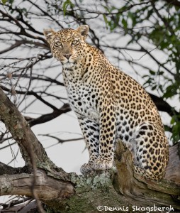 4880 African Leopard, Tanzania