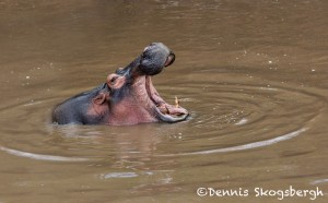 4881 Hippo (Hippopotamus amphibius), Tanzania