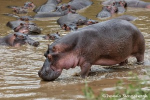 4883 Hippos (Hippopotamus amphibius), Tanzania