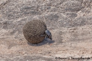 4887 Dung Beetle Rolling Dung Ball, Serengeti, Tanzania