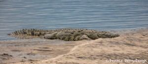 4889 Nile Crocodile, Tanzania