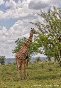 4890 Giraffe (Giraffa camelopardalis), Tanzania