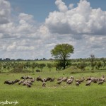 4891 Ruppell's Vultures (Gyps rueppellii), Tanzania