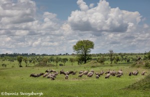 4891 Ruppell's Vultures (Gyps rueppellii), Tanzania