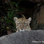 4892 African Leopard, North East Serengeti, Tanzania
