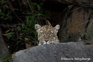 4892 African Leopard, North East Serengeti, Tanzania