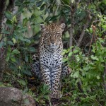 4893 African Leopard, North East Serengeti, Tanzania