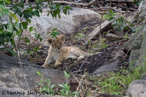 4901 Lion Cub, NE Serengeti, Tanzania