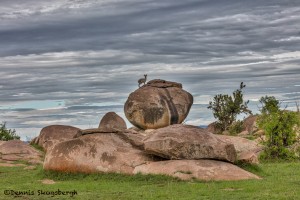 4902 Klipspringer (Oreotragus oreotragus), NE Serengeti, Tanzania