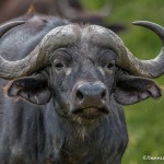 4904 Cape Buffalo, Tanzania
