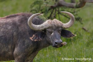 4905 Cape Buffalo, Tanzania