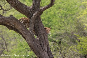 4906 African Leopard, Serengeti, Tanzania