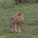 4907 Male Lion, Tanzania